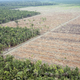 Illustration for article titled Earth's Tropical Rainforests Could Look Completely Different By the End of the Century